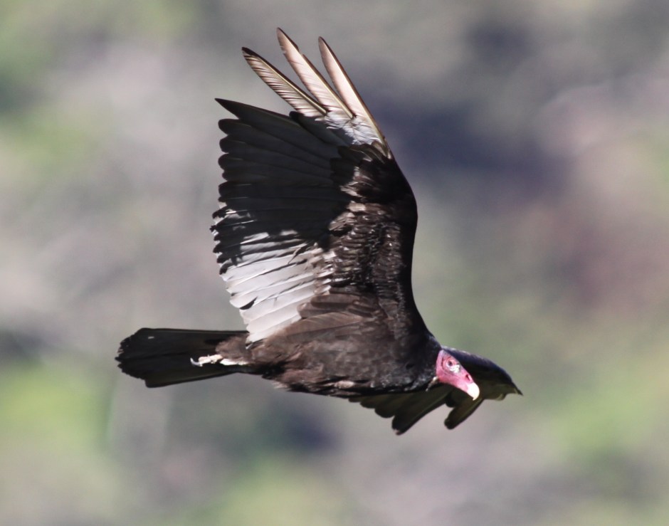 Turkey vulture in Costa Rica