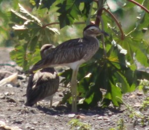 Double-striped thicknee