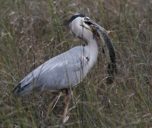 Great blue heron in Florida showing his fishing prowess