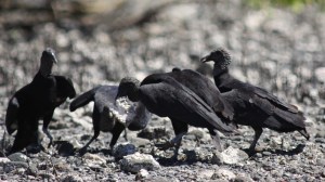 Black vulture in Costa Rica