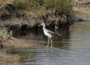 Greenshank