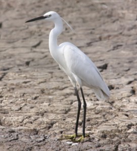 Little egret