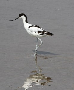 Avocet at the Camargue