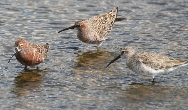 Curlew sandpipers