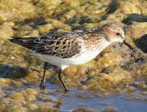 Little stint