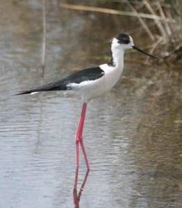 Black-winged stilt