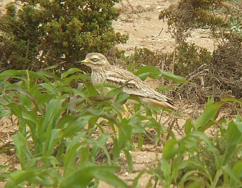 Stone curlew, with its big eye