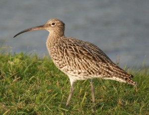 Curlew, Texel, Holland