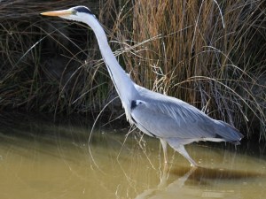 Grey heron in the Camargue