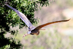 Purple heron in flight