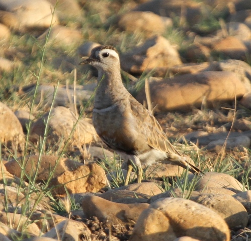 Dotterel at La Cau, August 2013