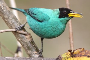 Male green honeycreeper
