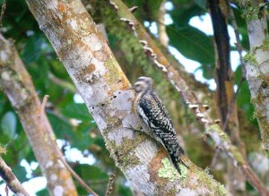 An immature Yellow-bellied sapsucker in Costa Rica, courtesy of Richard Garrigues