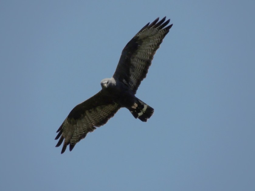 I missed this one!  Zone-tailed hawk