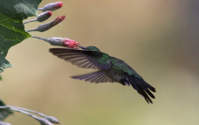 A Canivet's emerald, courtesy of Karel Straatman