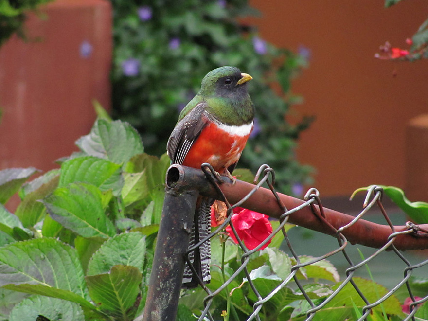 Male Collared trogon