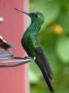 Green-crowned brilliant, by Wiet Wildeman