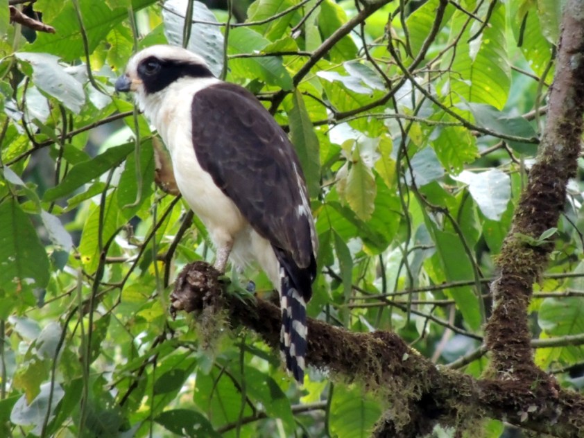 Laughing falcon, in Spanish guaco, because of its 'laugh'