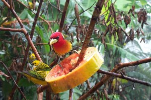 Male Red-headed barbet with accompanying Silver-throated tanagers 