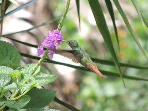 The Rufous-tailed is the most likely species if you have just arrived in Costa Rica
