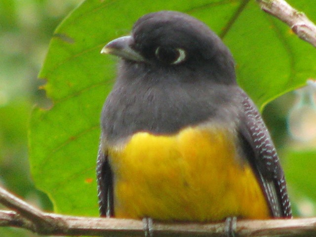 Our commonest trogon, the Violaceous, now Gartered trogon.