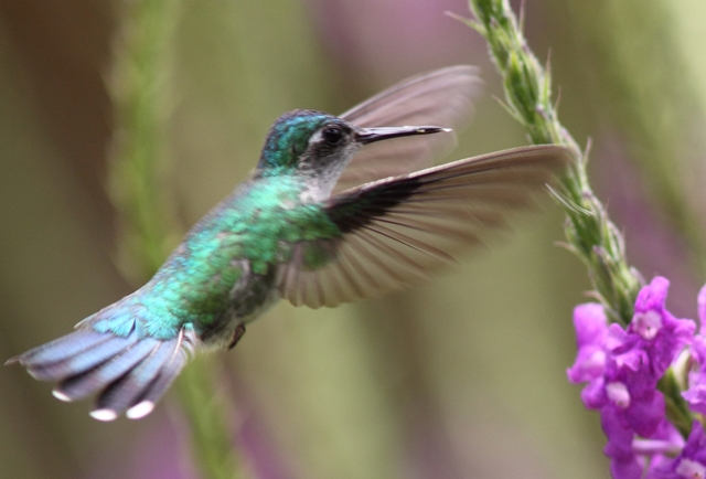 Violet-headed hummingbird, female
