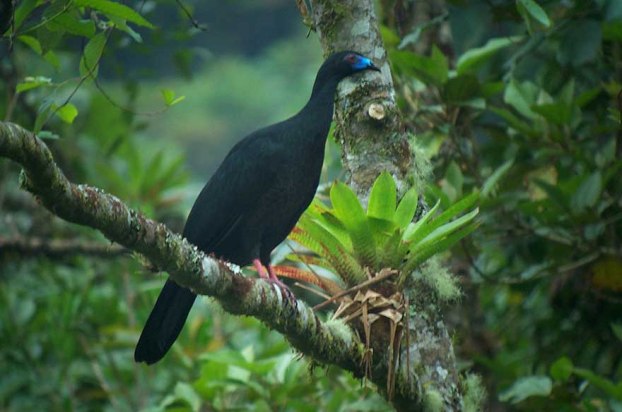 Black Guan: Its blue bill is a striking feature.