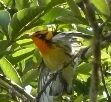Male Blackburnian warbler in San Antonio