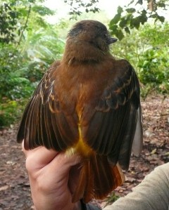 Bright-rumped attila from behind
