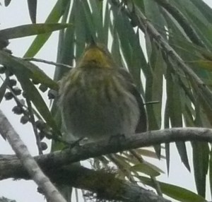 And here's a good view of breast and throat.