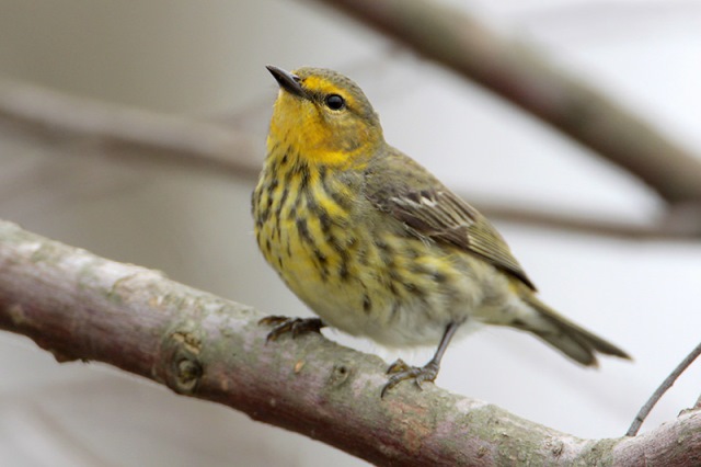 Cape May warbler, courtesy of Greg Lavaty