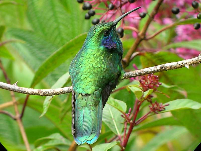 Green violet-ear (Colibri thalassinus)