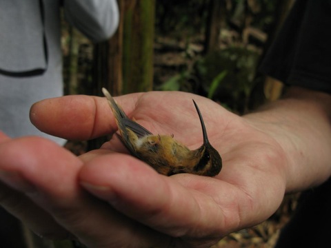 Hummingbirds in the hand tend to stay motionless for a few seconds if placed on their back.
