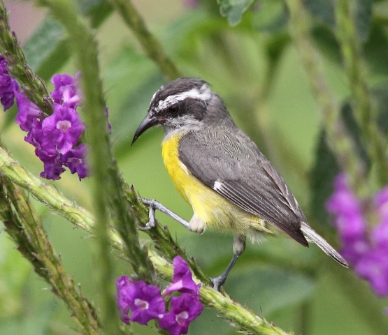 Not quite a warbler.  Here the Bananaquit prepares to extract nectar from the rabo de gato