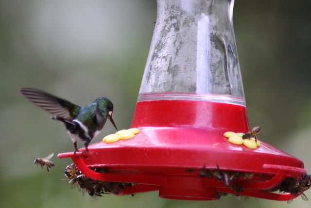 Female Green thorntail at  feeder
