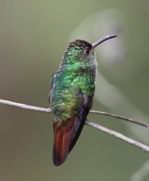 Female Rufous-tailed hummingbird, courtesy of Karel Straatman