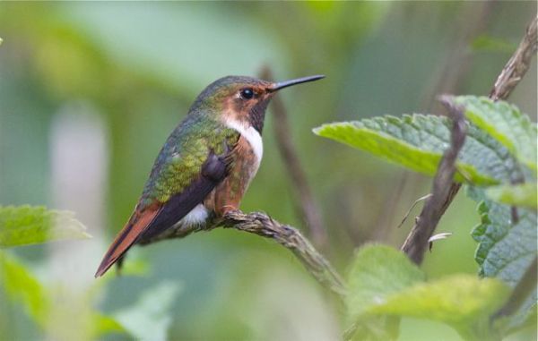 Male Scintillant Hummingbird, courtesy of Karel Straatman