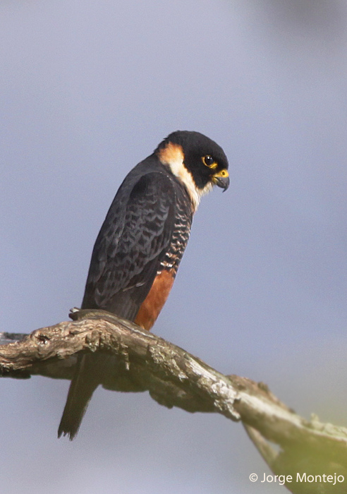 Bat Falcon in Mexico, click for photo credit flickr user Jorge Montejo