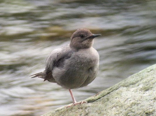 American Dipper, courtesy of Richard Garrigues