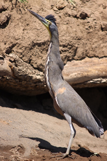 This bird shows off very nicely the bare yellow skin of the throat.