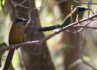 A pair of Blue-crowned motmots
