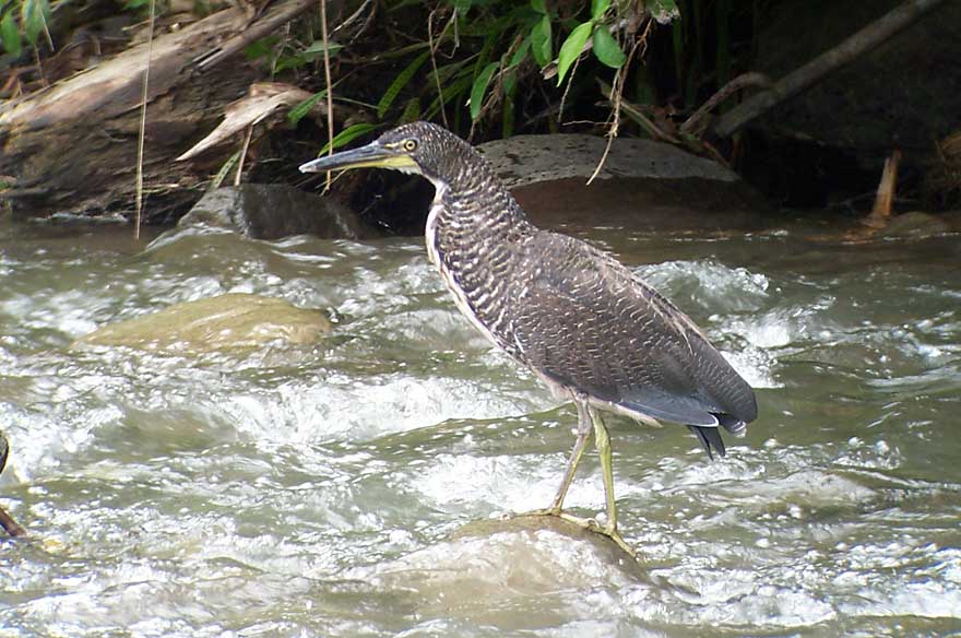 The Fasciated Tiger-heron prefers rocky streams