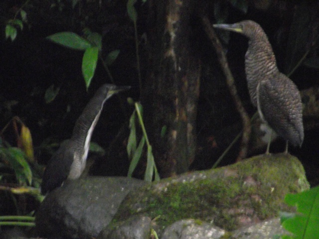 Adult and juvenile together at don Martín Aguilar's property on Quebrada La Loca, San Antonio de Santa Cruz