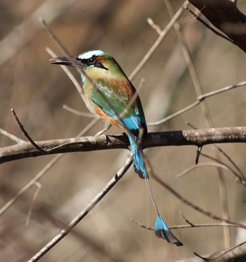 Turquoise-browed motmot (the guardabarrancos) in its dry-forest habitat.