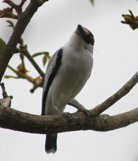 Here, the male Black-crowned tityra gives us a quizzical look.