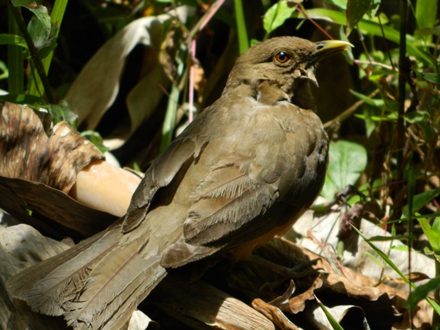 This bird had a brush with our windows but soon made a full recovery