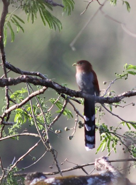A full frontal of a Squirrel cuckoo, courtesy of Karel Straatma