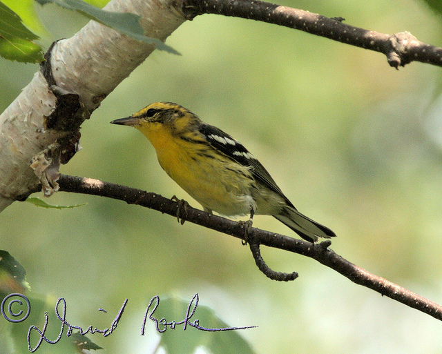Today's Blackburnian warbler looks like this