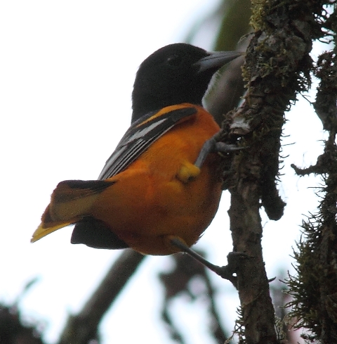 Typical male Baltimore Oriole here in Costa Rica