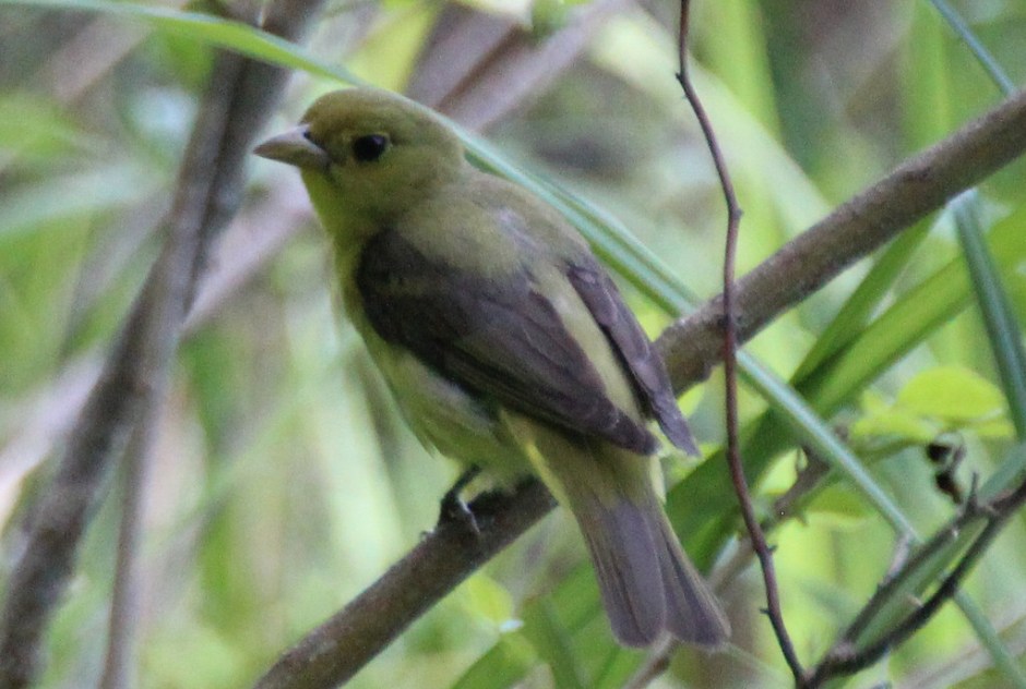Scarlet tanager, despite its colours! Courtesy of Gary Leavens and flickr's Creative Commons